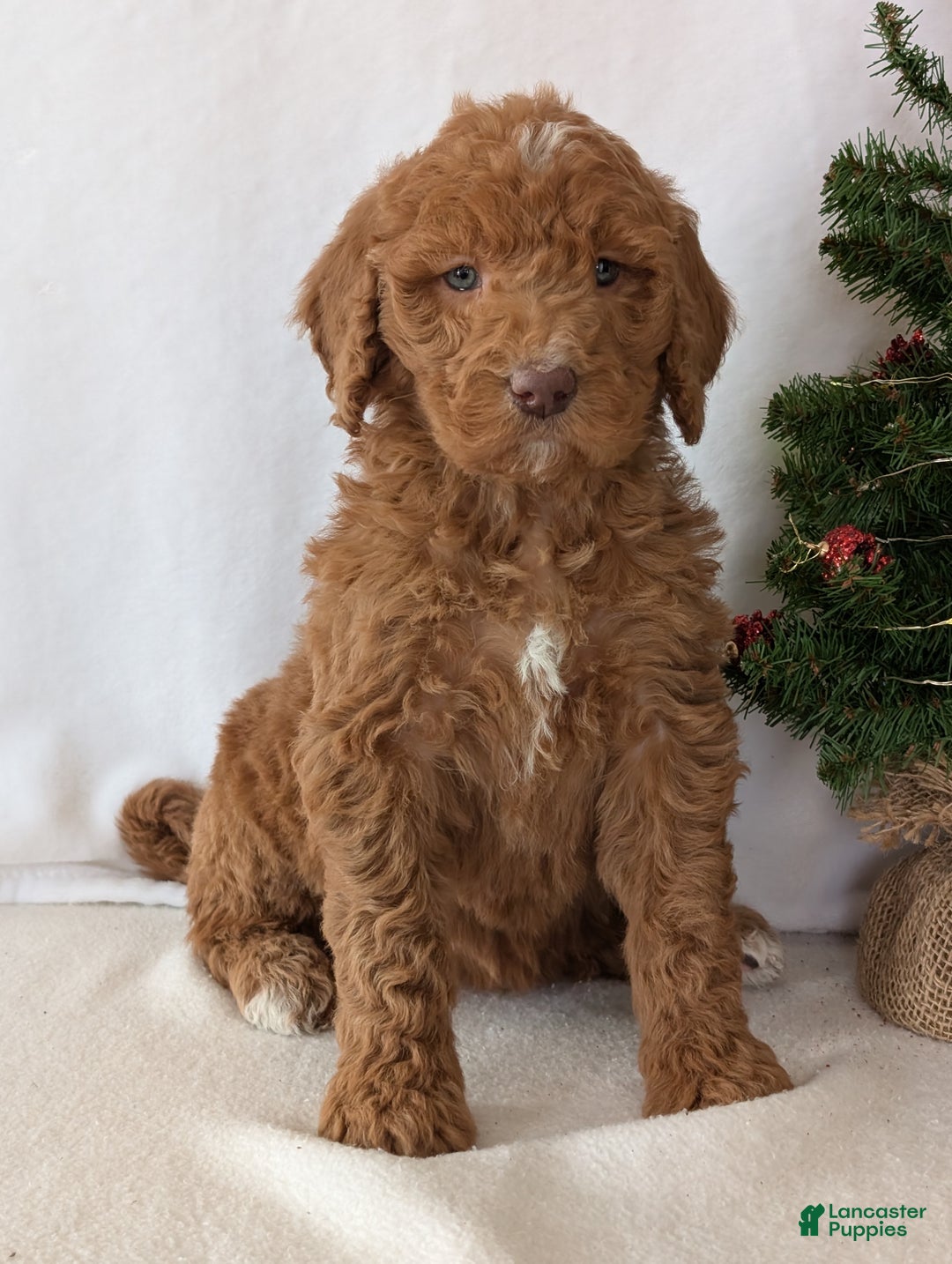 Goldendoodle dogs for sale: Miss Gracie  - Ad 10