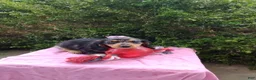 Miniature Dachshund dogs for sale: Jewel - Ad 5