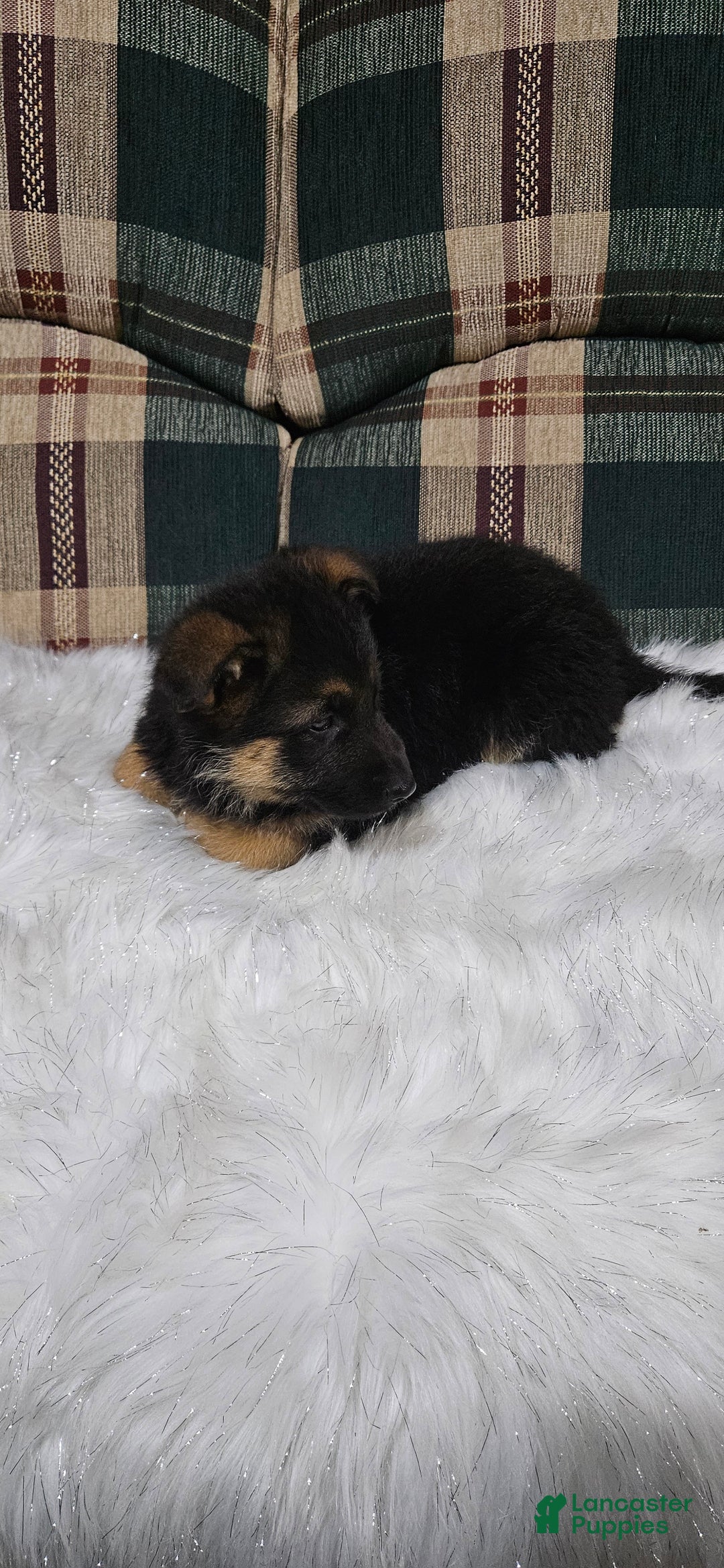 German Shepherd dogs for sale: Sabrina  - Ad 8