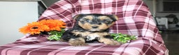 Yorkshire Terrier dogs for sale: Mason - Ad 2