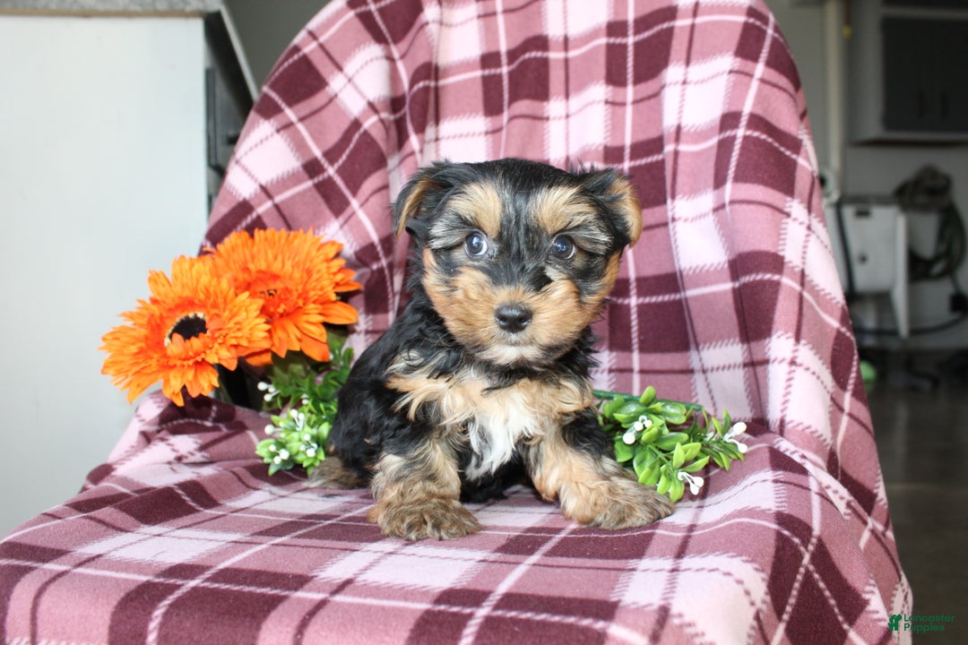 Yorkshire Terrier dogs for sale: Mason - Ad 2