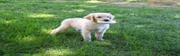 Golden Retriever dogs for sale: Gilbert - Ad 3