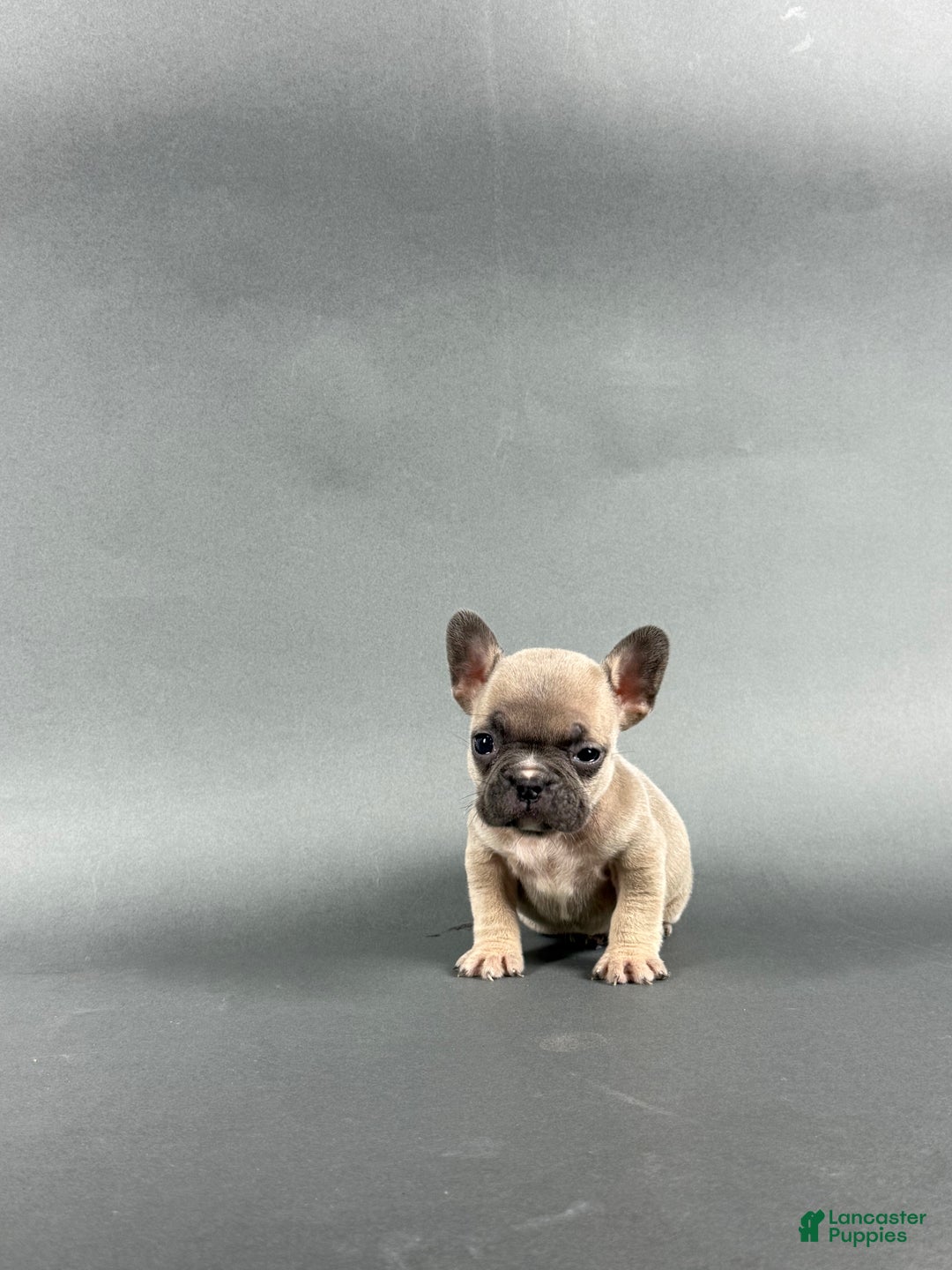 French Bulldog dogs for sale: Willow  - Ad 3