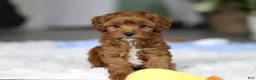 Cavapoo dogs for sale: Tiny Teddy - Ad 3