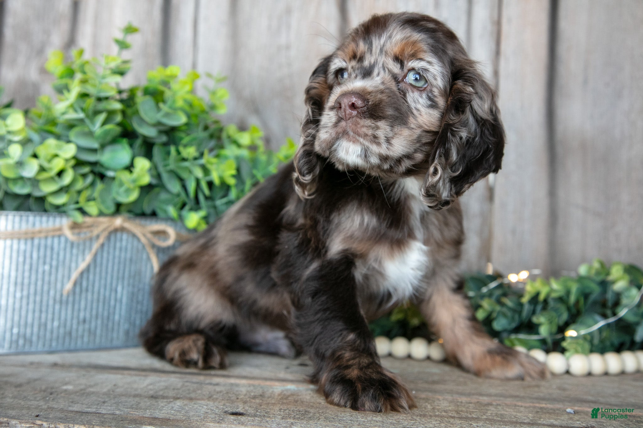 Cocker Spaniel dogs Bandit - Ad 2