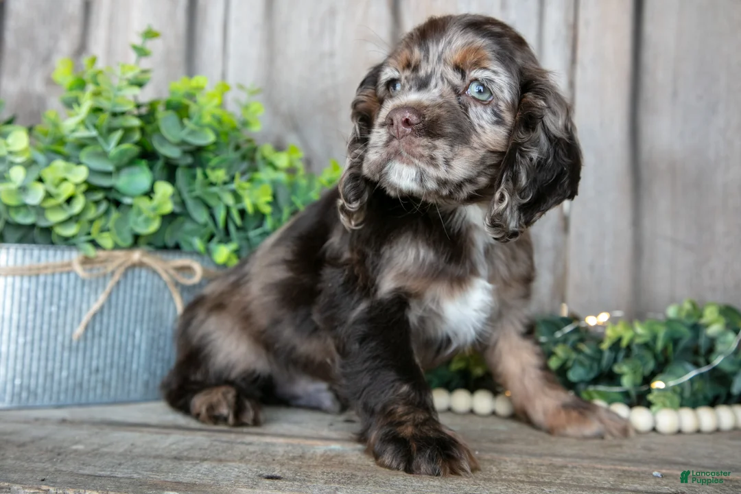 Cocker Spaniel dogs for sale: Bandit - Ad 2