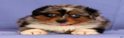 Miniature Australian Shepherd dogs for sale: Penny - Ad 3