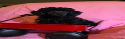 Toy Poodle dogs for sale: Toy Poodle Puppy 3 - Ad 1