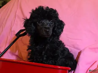 Toy Poodle dogs for sale: Toy Poodle Puppy 3 - Ad 2