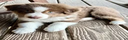 Australian Shepherd dogs for sale: AKC 5 Cash - Ad 2