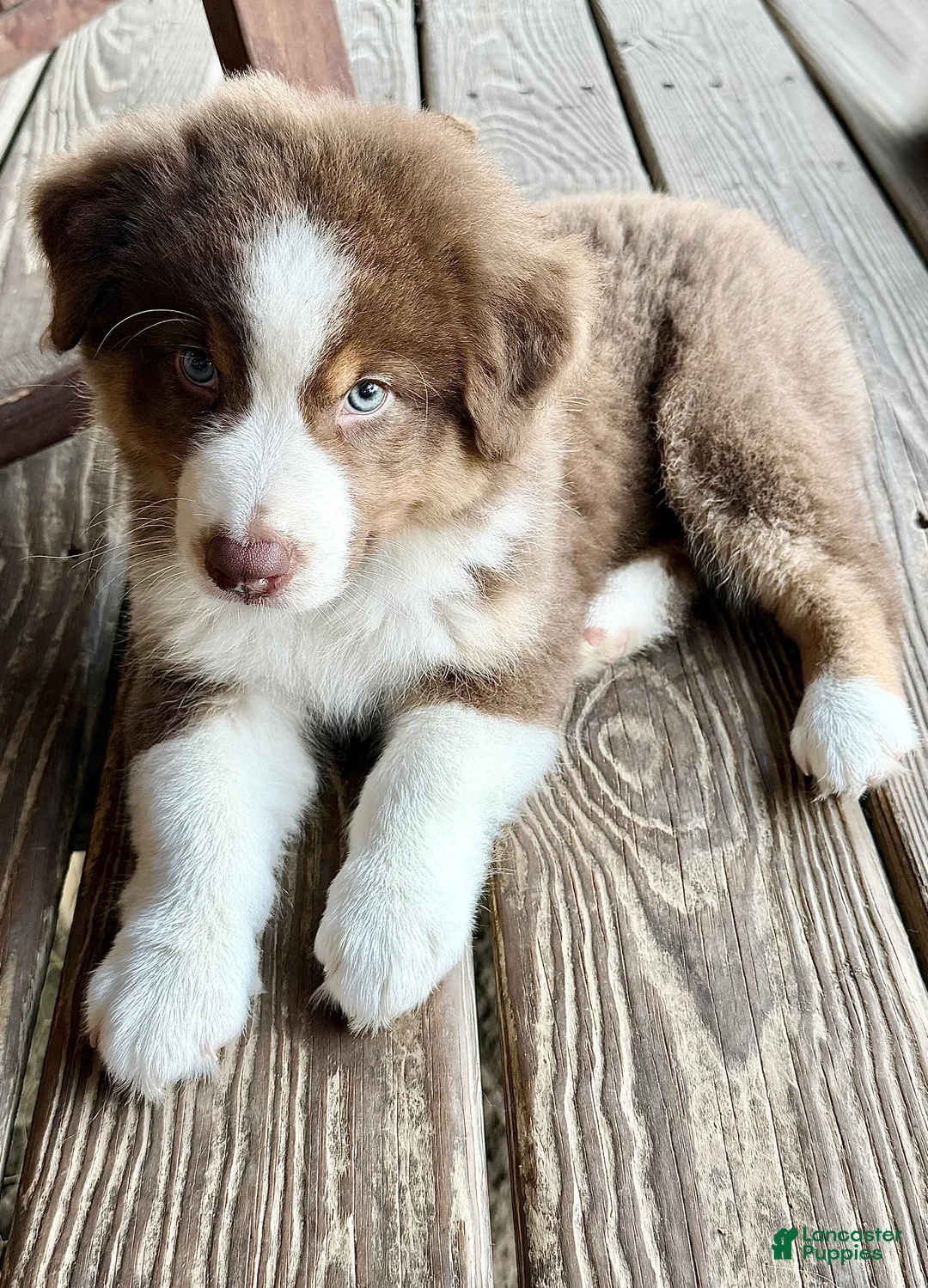 Australian Shepherd dogs for sale: AKC 5 Cash - Ad 2