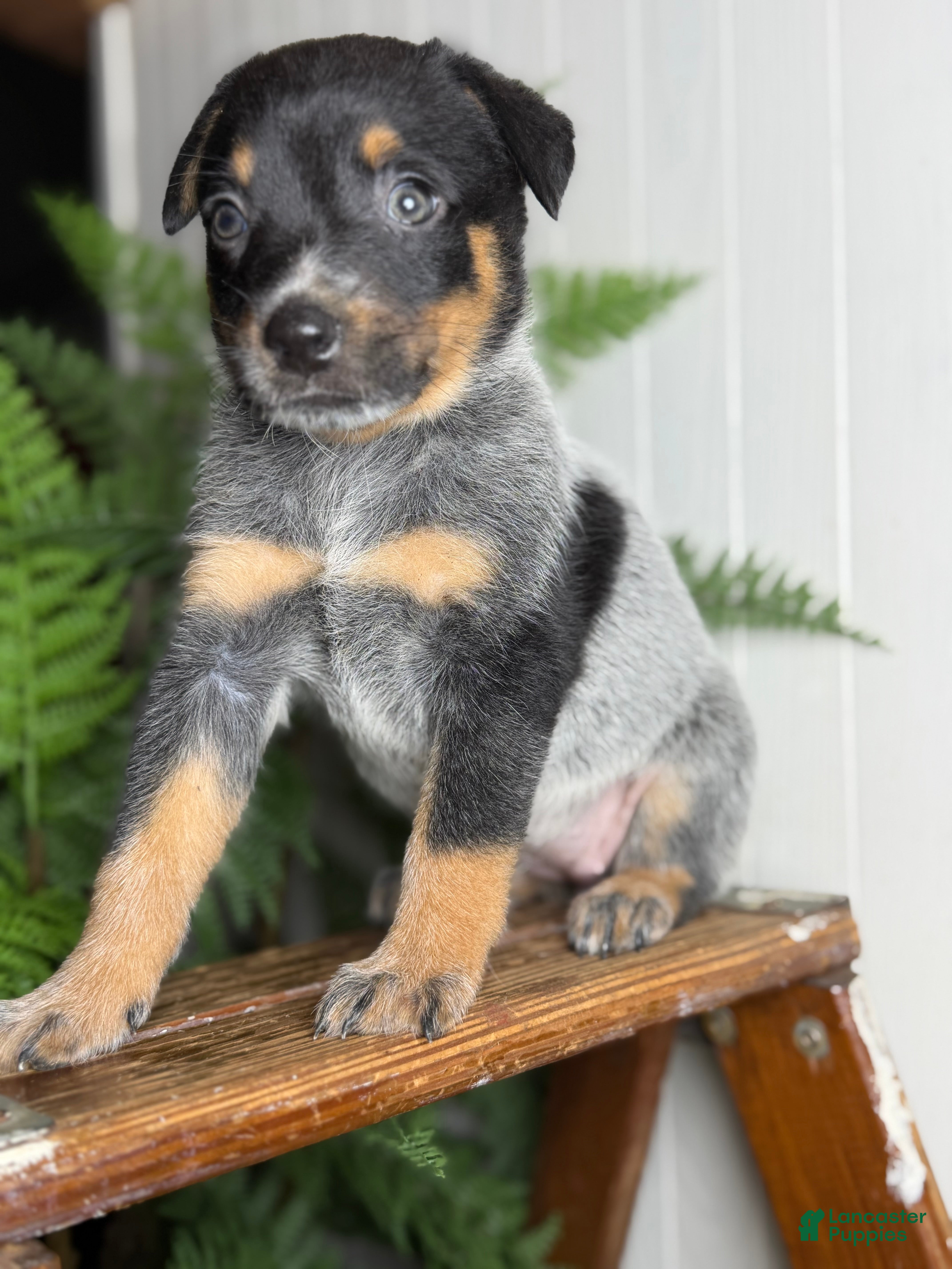 Australian Cattle Dog dogs Jada 2.0 - Ad 1