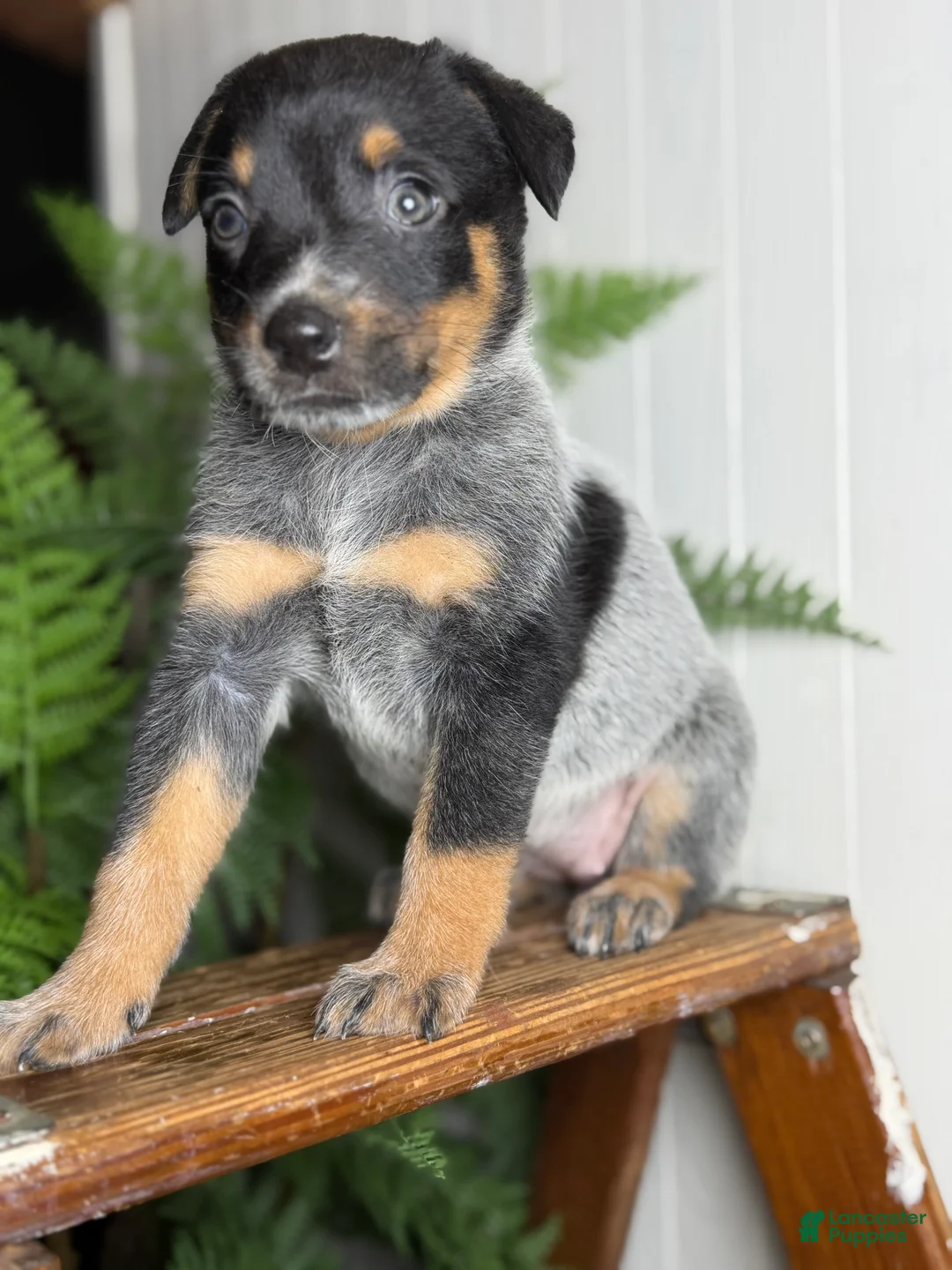 Australian Cattle Dog dogs for sale: Jada 2.0 - Ad 1