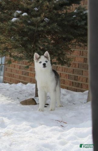 Pomsky dogs Sparky - Ad 31