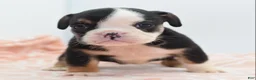 Mixed Breed dogs for sale: Princess  - Ad 28