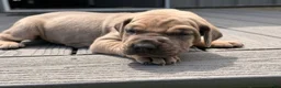 Great Dane dogs for sale: Sunshine  - Ad 7