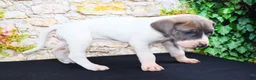 Great Dane dogs for sale: Janie - Ad 11