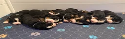 Bernese Mountain Dog dogs for sale: Black boy - Ad 1