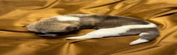 Akita dogs for sale: Aurora - Ad 8