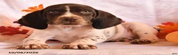 German Shorthaired Pointer dogs for sale: Colt - Ad 2