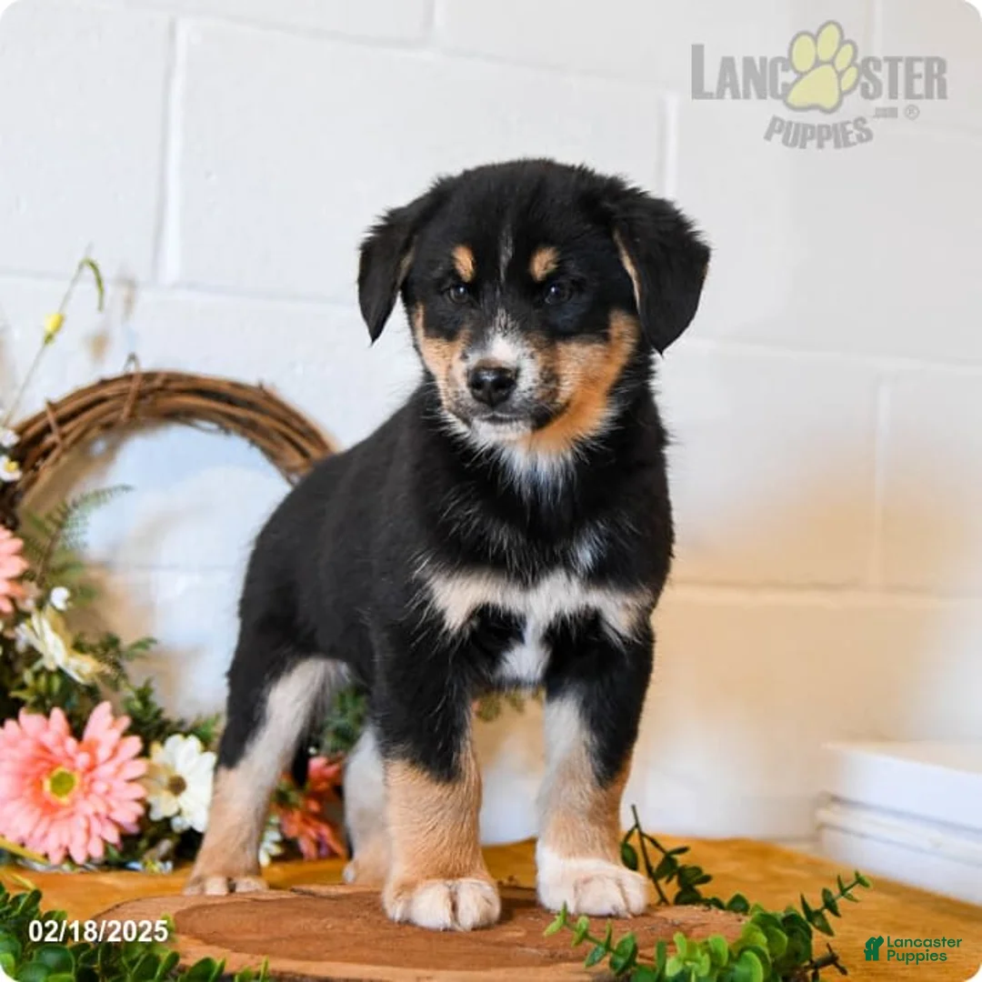 Gallery Image {{count}}