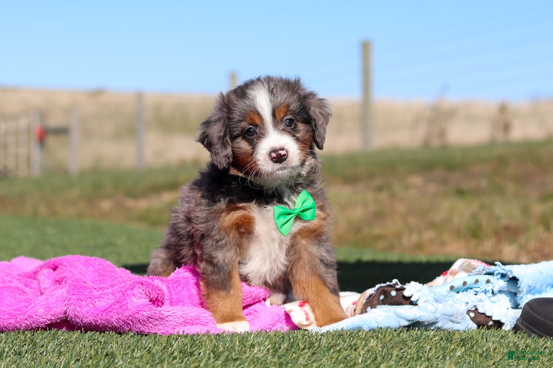 Mini Bernedoodle dogs for sale: Turner - Ad 2