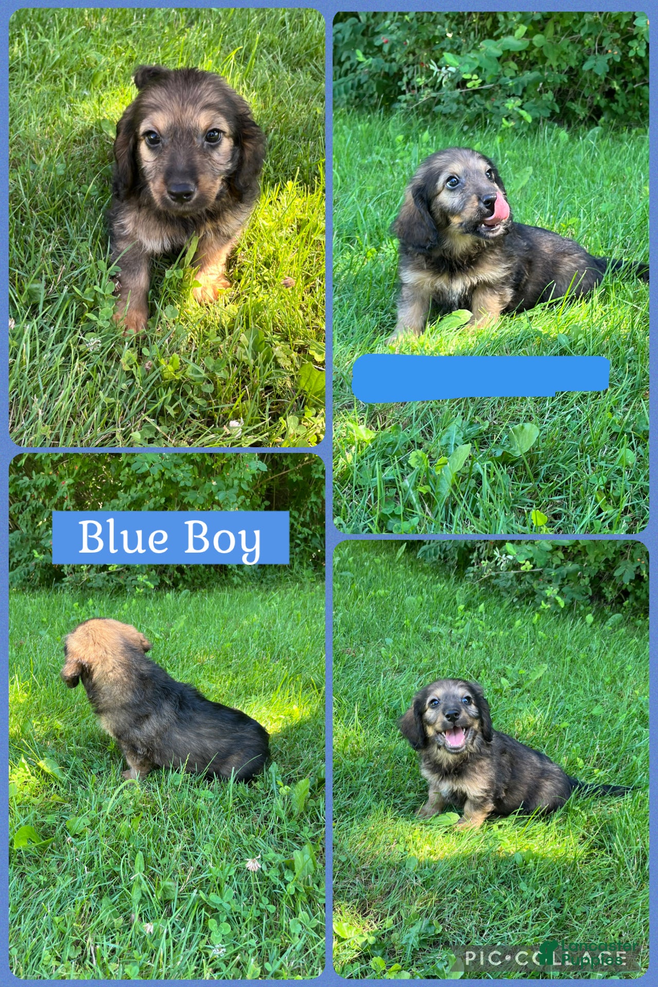 Doxiepoo dogs Blue Boy - Ad 4