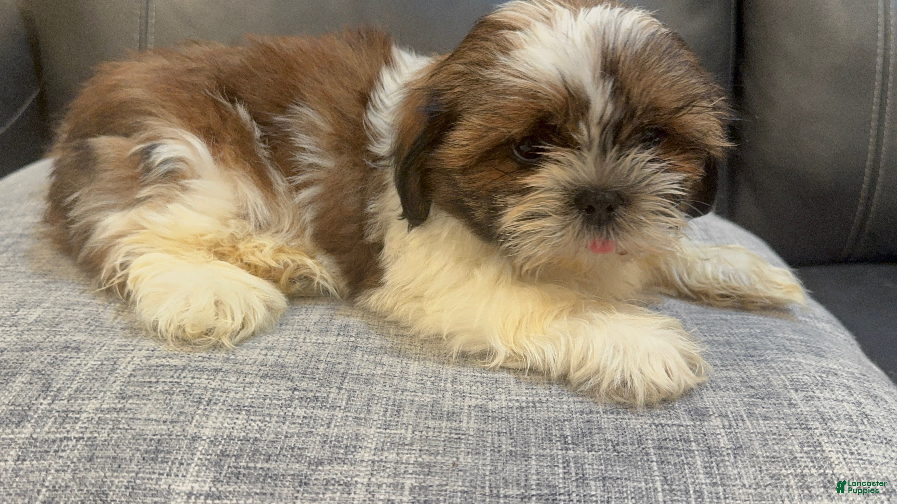 Shih Tzu dogs Max - Ad 5