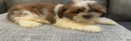 Shih Tzu dogs for sale: Max - Ad 1