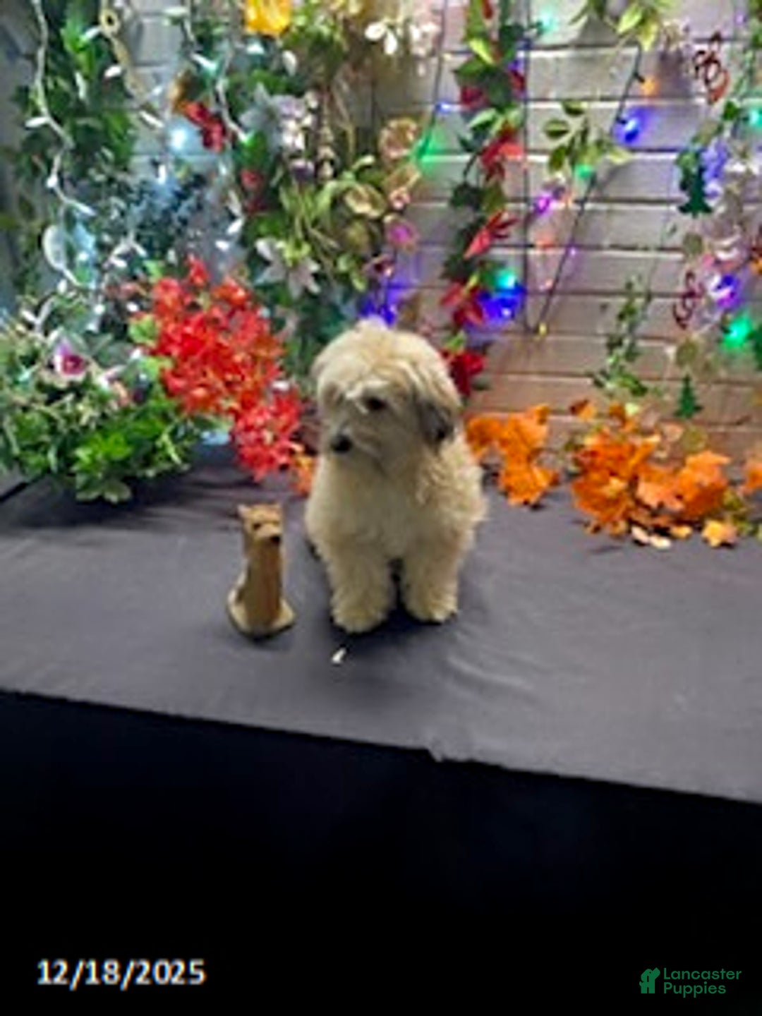 Havapoo dogs for sale: Blondie - Ad 14