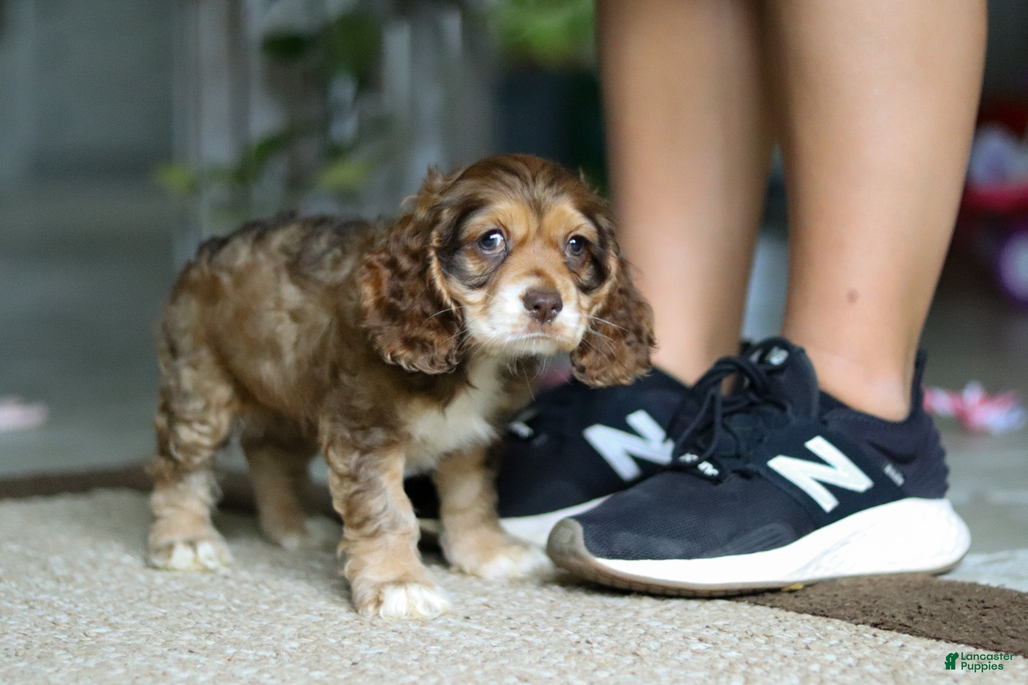 Cocker Spaniel dogs Lulu - Ad 2