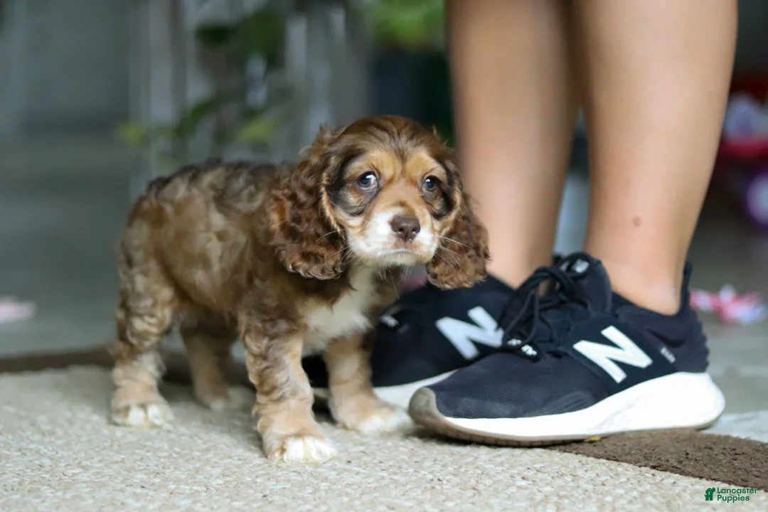 Cocker Spaniel dogs for sale: Lulu - Ad 2