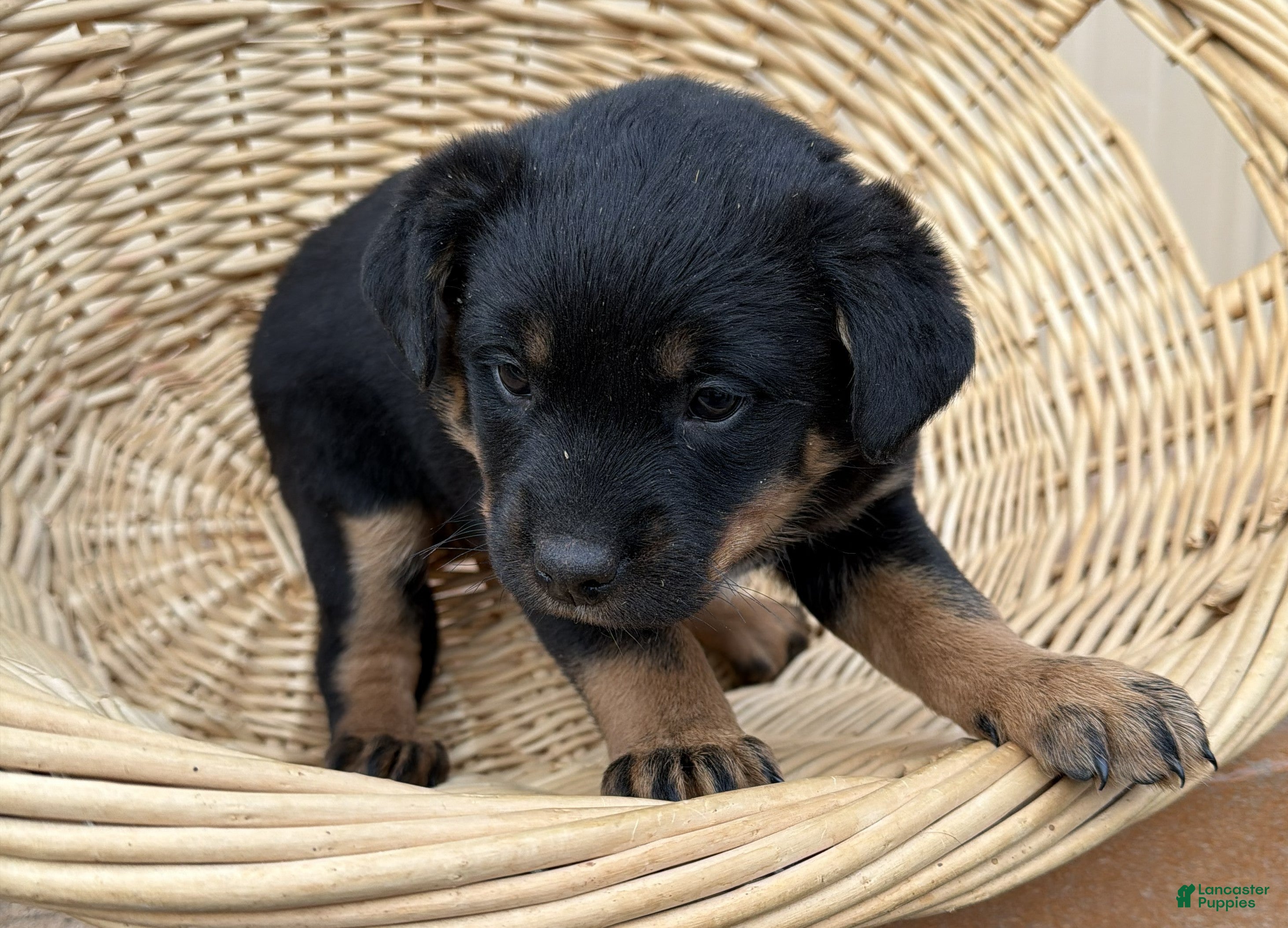 Rottweiler dogs Rottweiler Puppy 6 Sandy - Ad 33