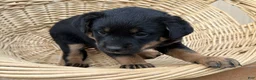 Rottweiler dogs for sale: Rottweiler Puppy 6 Sandy - Ad 1