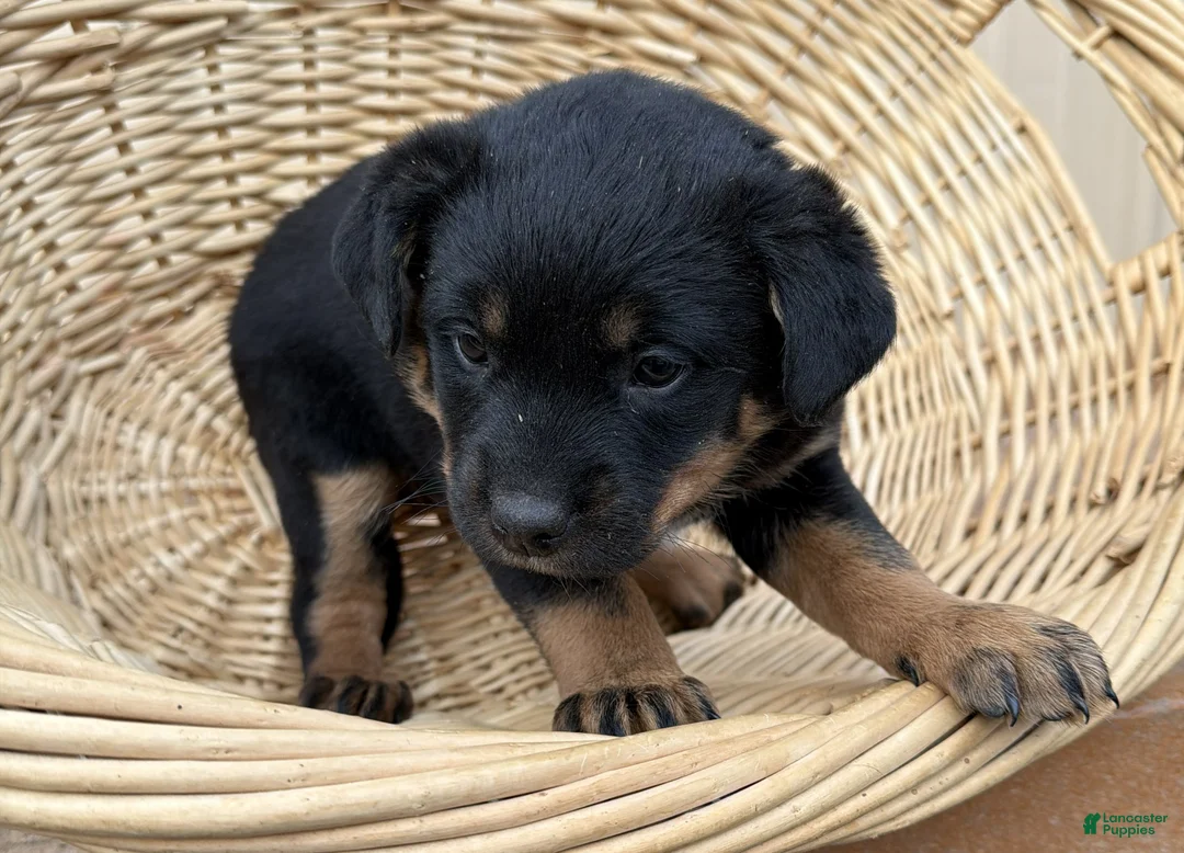 Rottweiler dogs for sale: Rottweiler Puppy 6 Sandy - Ad 1