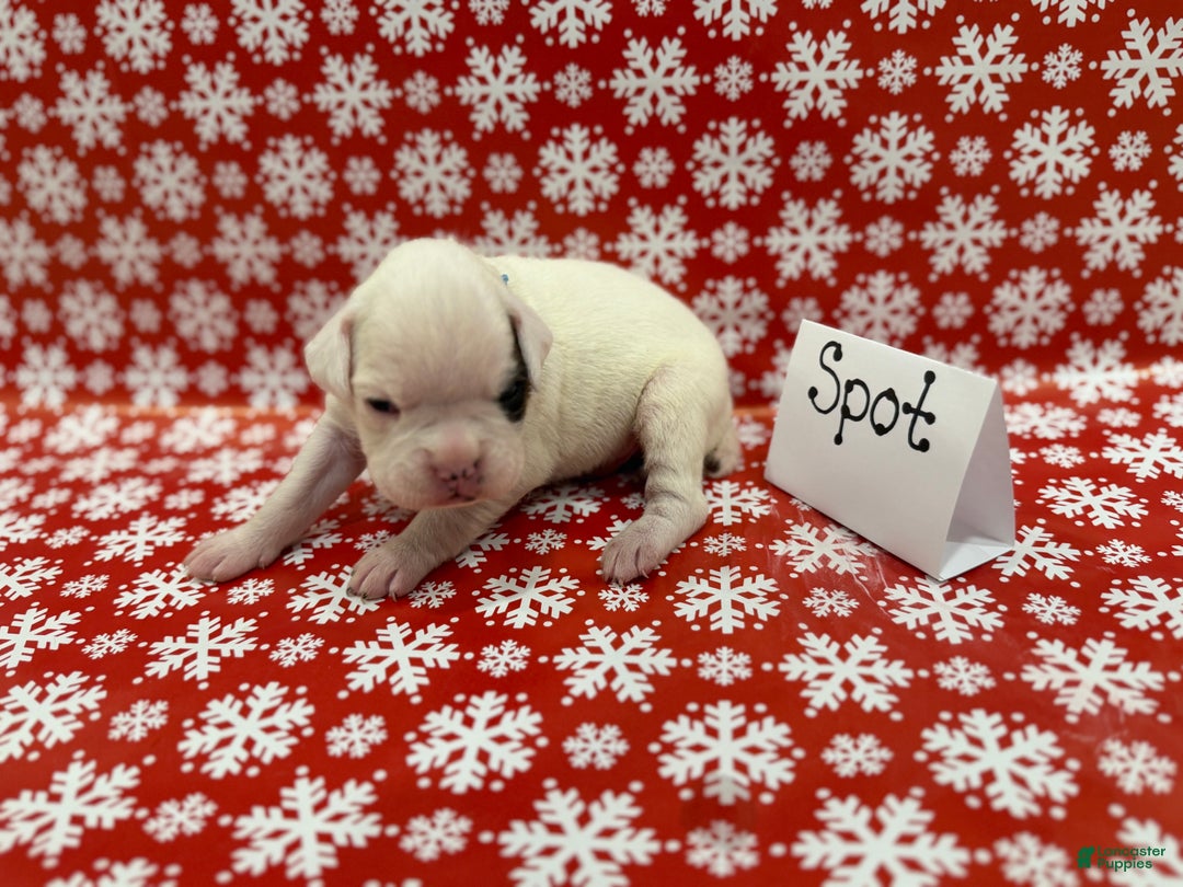 Boxer dogs for sale: Spot - Ad 2