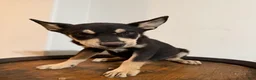 Pitsky dogs for sale: Pitsky 1 - Ad 8