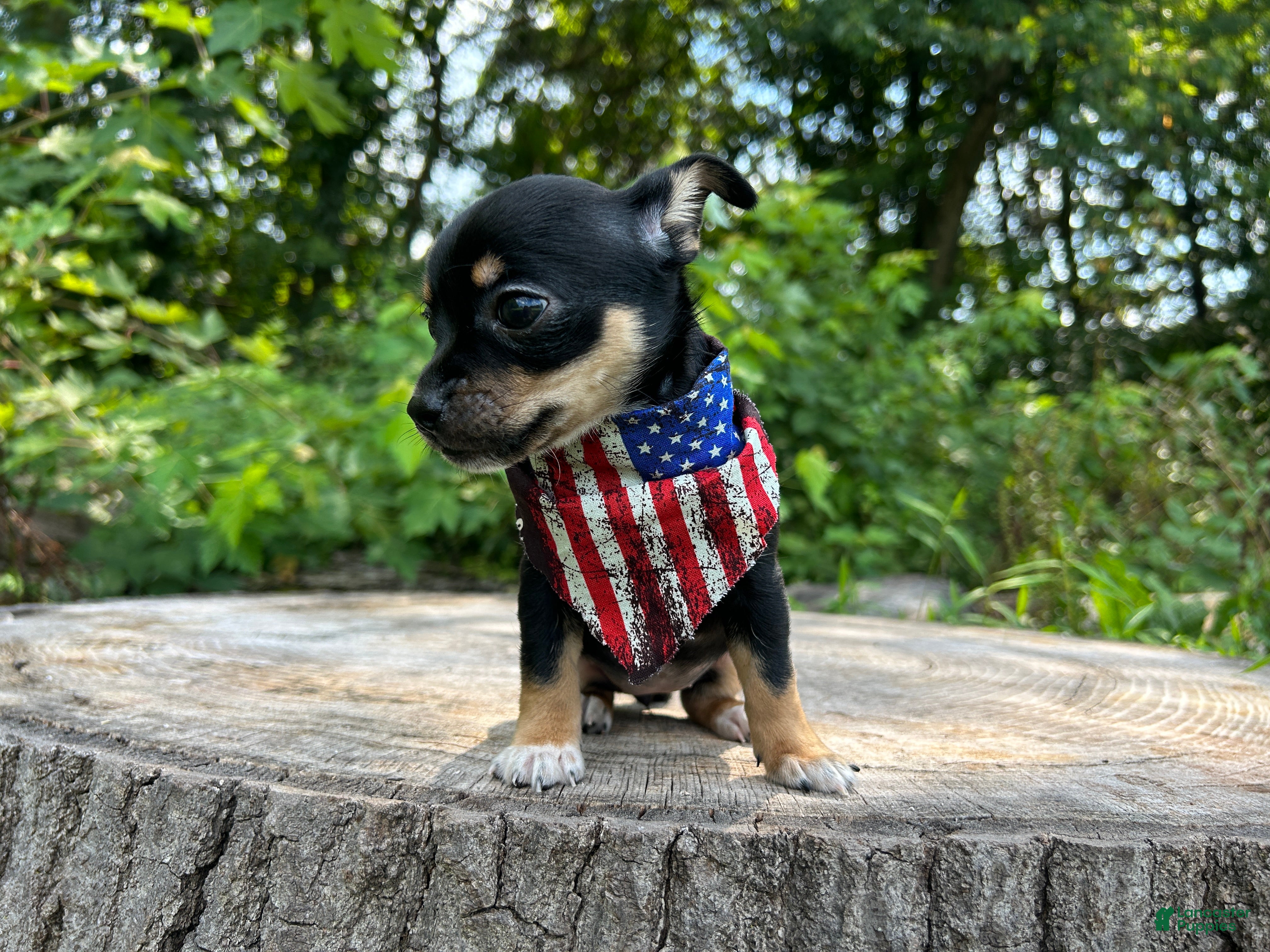 Chihuahua dogs 🐾Maggie~Black/tan Chihuahua - Ad 2