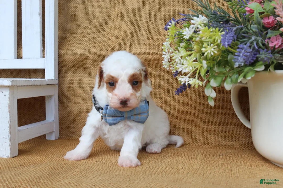 Maltipoo dogs for sale: Franklin - Ad 2