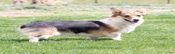 Welsh Corgi Pembroke dogs for sale: Tommy - Ad 4