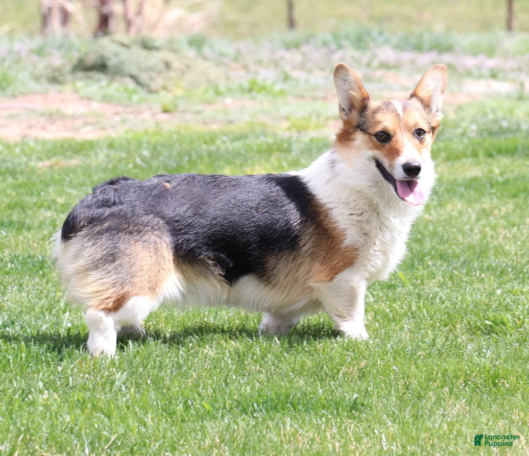 Welsh Corgi Pembroke dogs for sale: Tommy - Ad 4