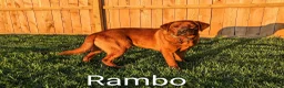 Labrador Retriever dogs for sale: Maggie - Ad 4