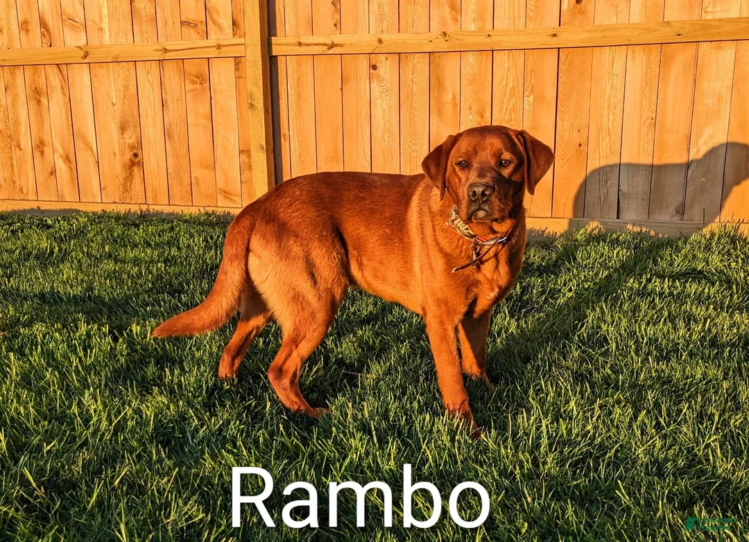 Labrador Retriever dogs for sale: Maggie - Ad 4