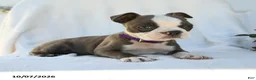 Boston Terrier dogs for sale: Aurora - Ad 5