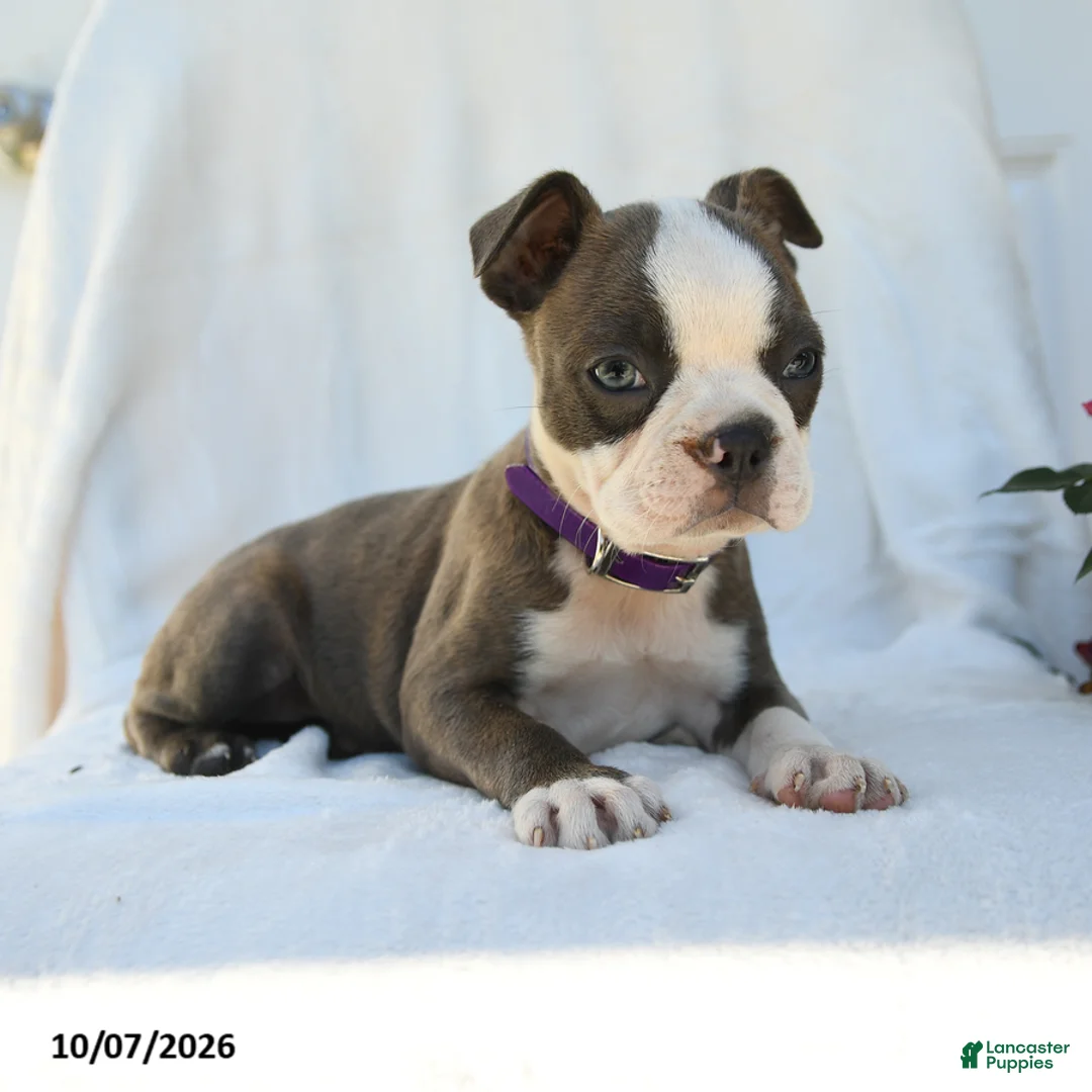 Boston Terrier dogs for sale: Aurora - Ad 5