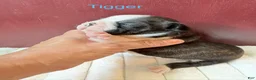 Boston Terrier dogs for sale: TiggerBoston Terrier 2 - Ad 3