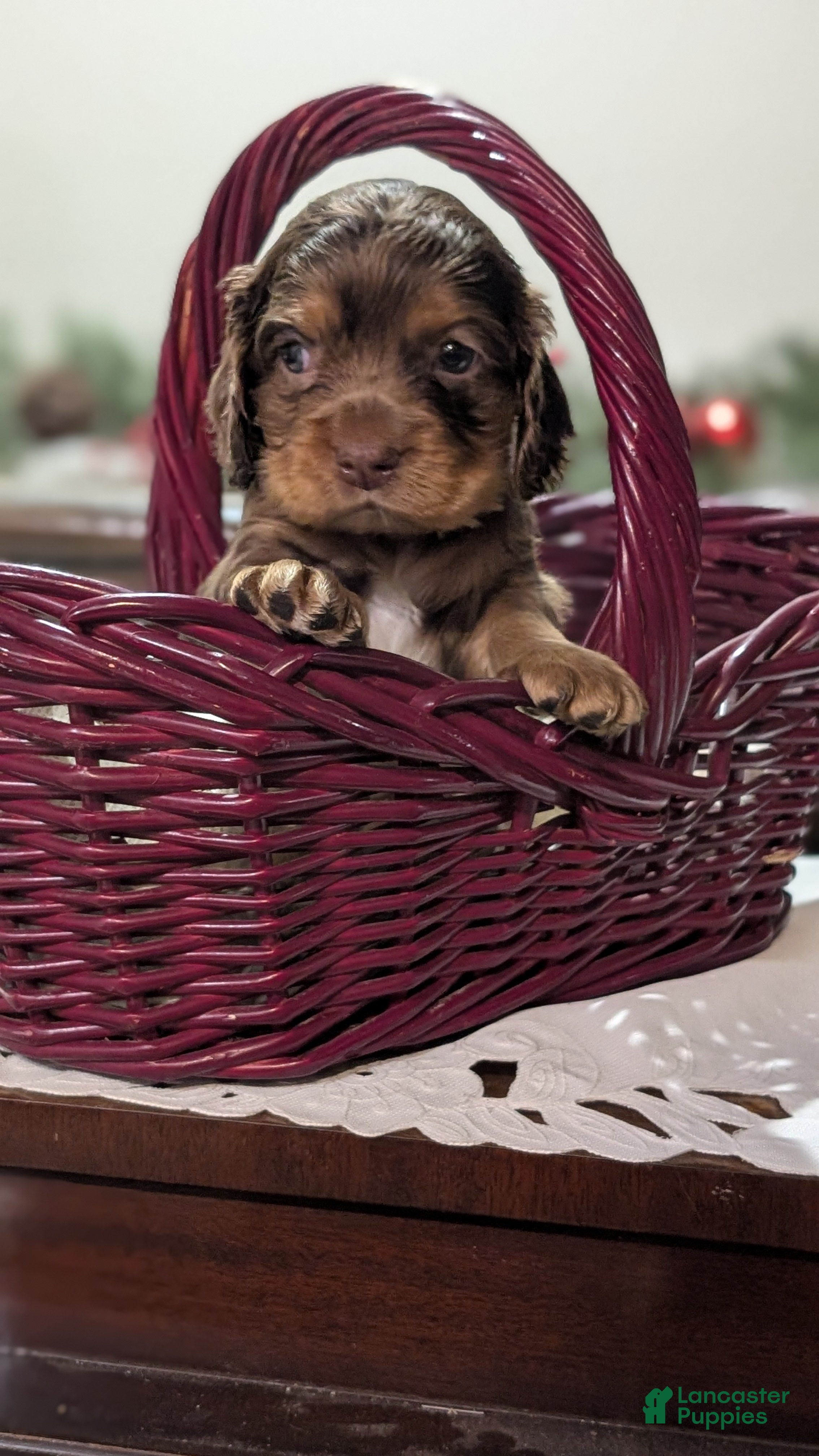 Cocker Spaniel dogs Tootsie  - Ad 28