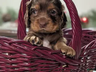 Cocker Spaniel dogs Tootsie - Ad 28