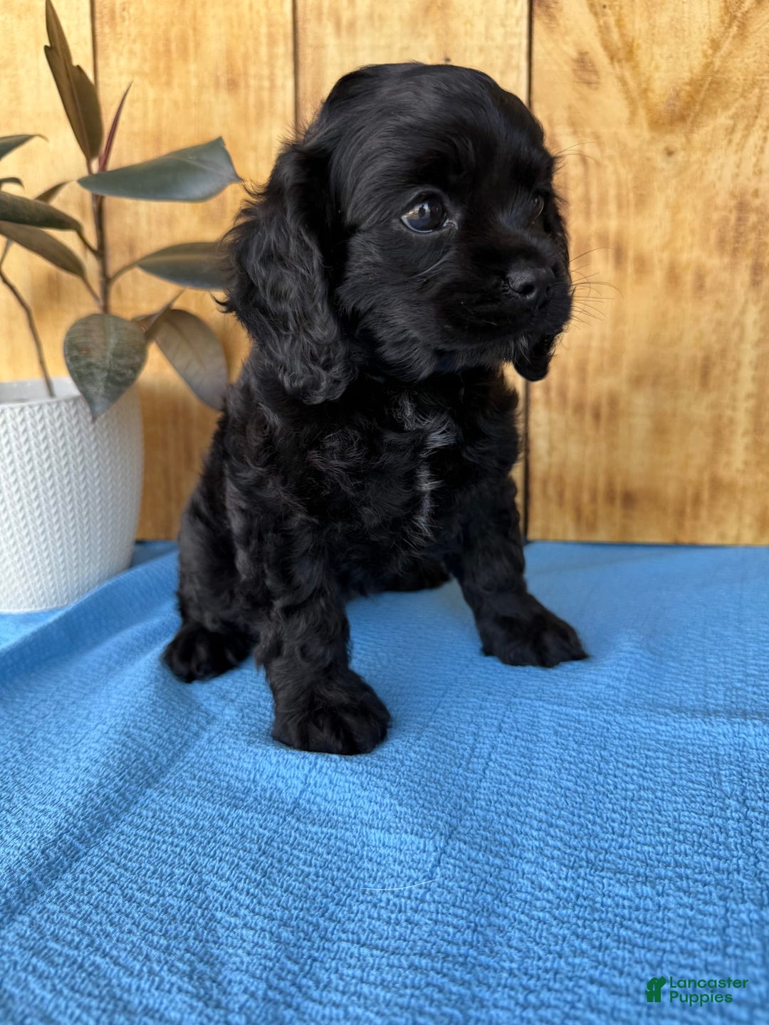 Blue Eyes Spotted Cockapoo Close-Up Of A Blond Cockapoo Resting On