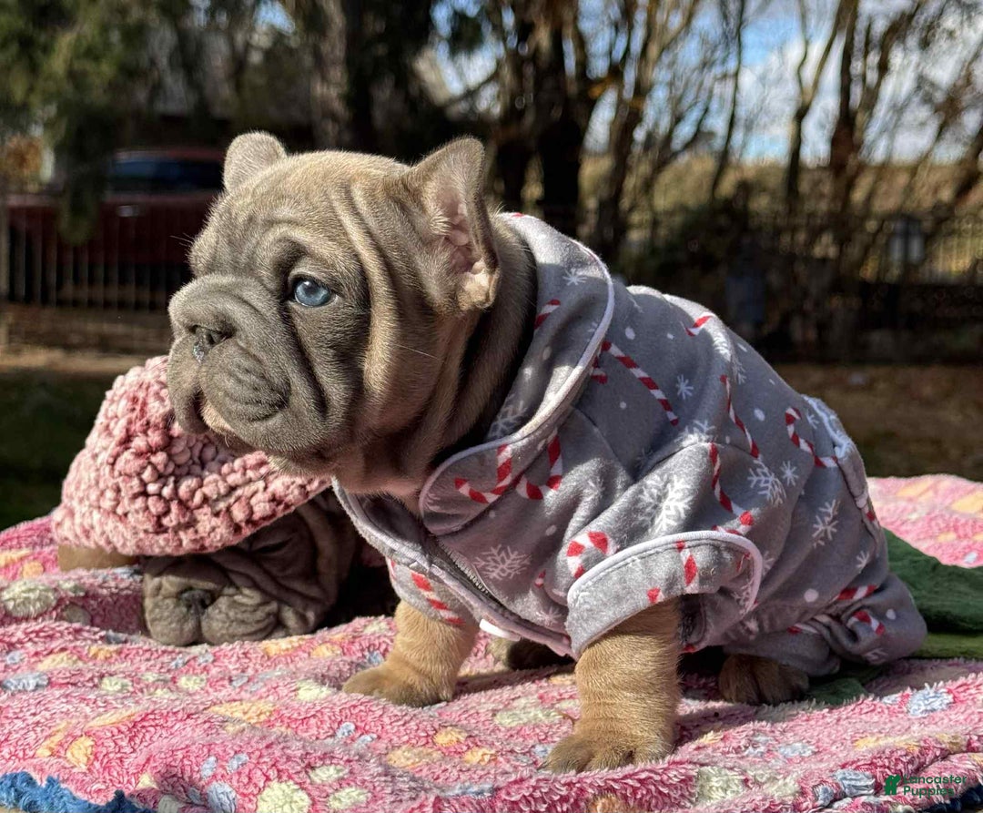 French Bulldog dogs for sale: Plum  - Ad 7